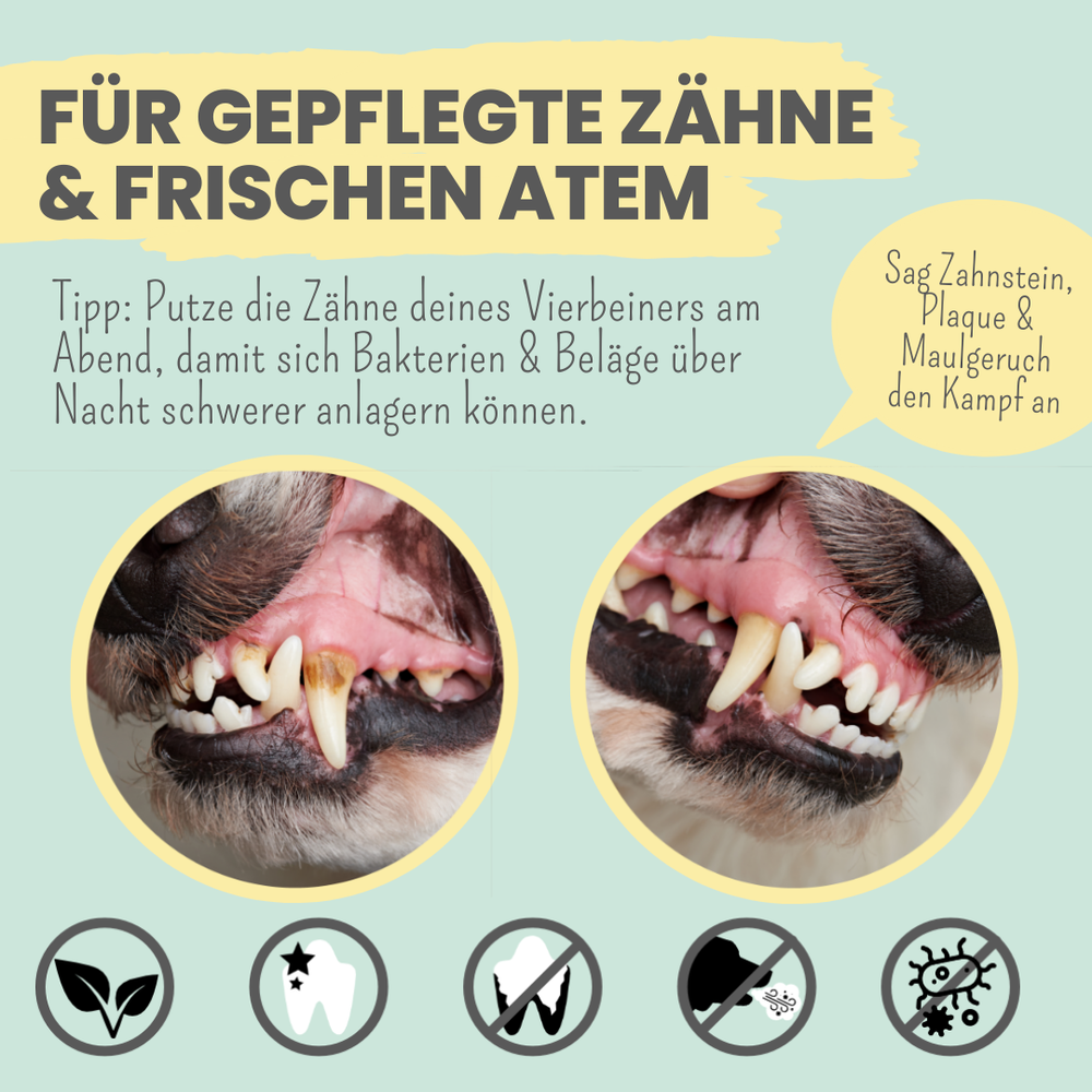 
                  
                    Natürliche Zahnpflege für Hunde im Duo: Dentalspray & Enzymodent
                  
                