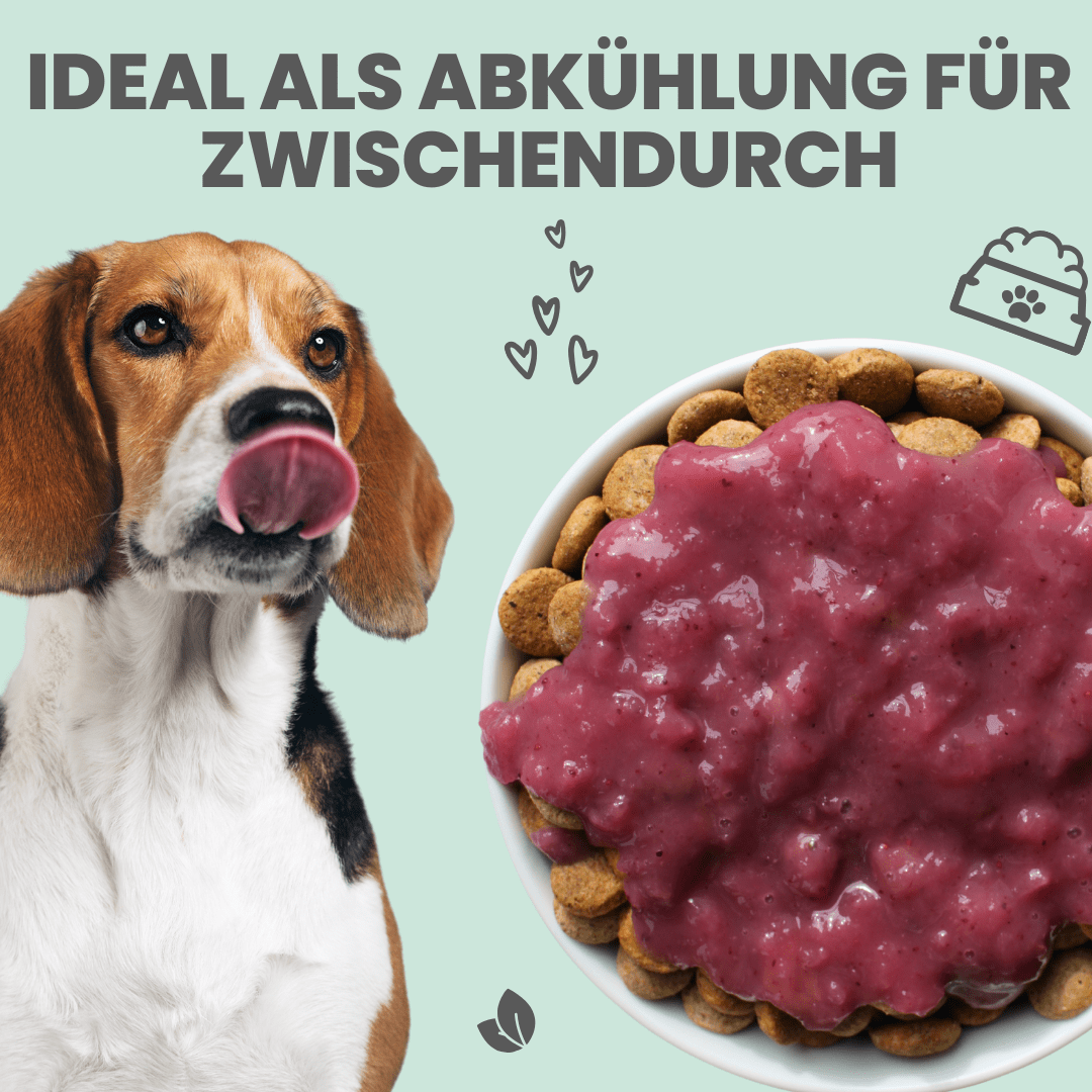 
                  
                    Hunde Smoothie-Bowl: Der fruchtig frische Elektrolyt-Booster
                  
                