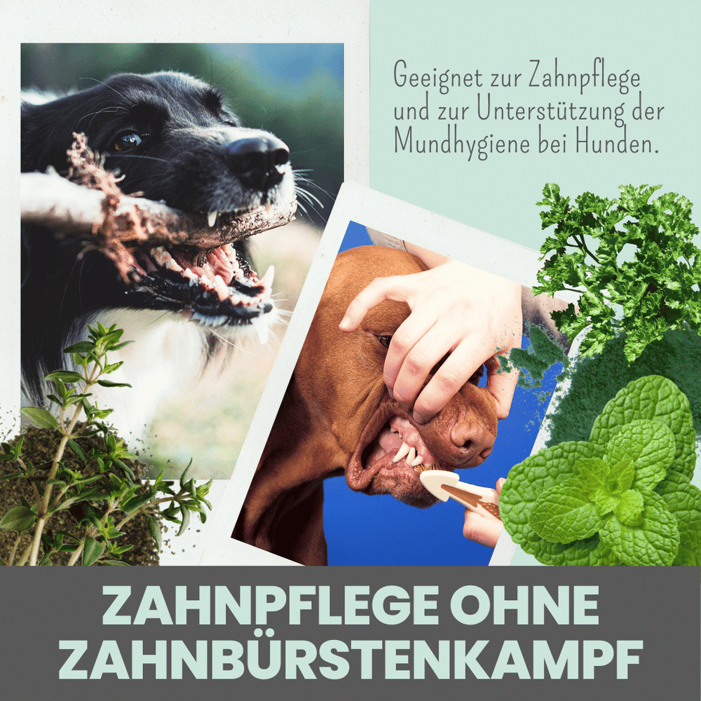 
                  
                    Hunde-Dental-Box: Natürliche Zahnpflege mit Dentalspray, Enzymodent & Dentalmix
                  
                