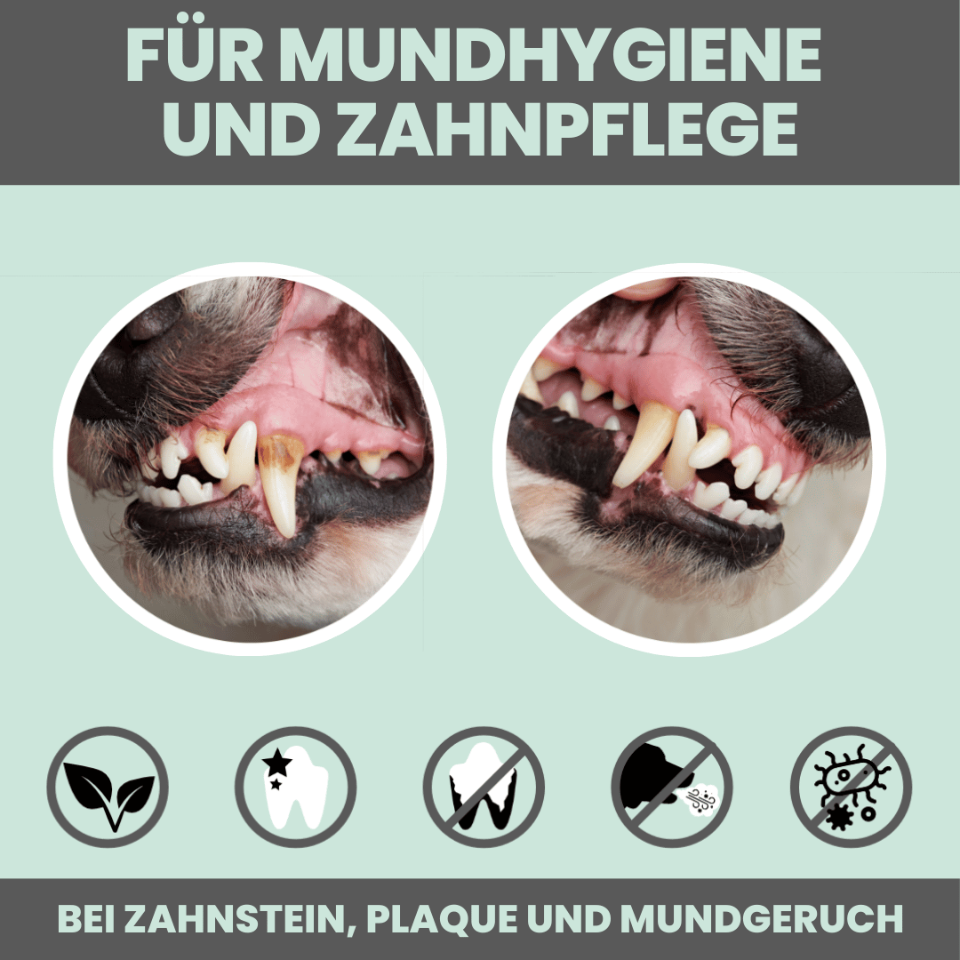 
                  
                    Hunde-Dental-Box: Natürliche Zahnpflege mit Dentalspray, Enzymodent & Dentalmix
                  
                