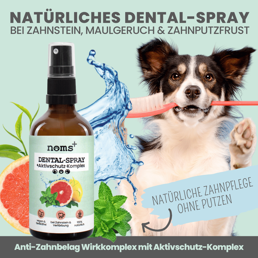 
                  
                    Hunde-Dental-Box: Natürliche Zahnpflege mit Dentalspray, Enzymodent & Dentalmix
                  
                