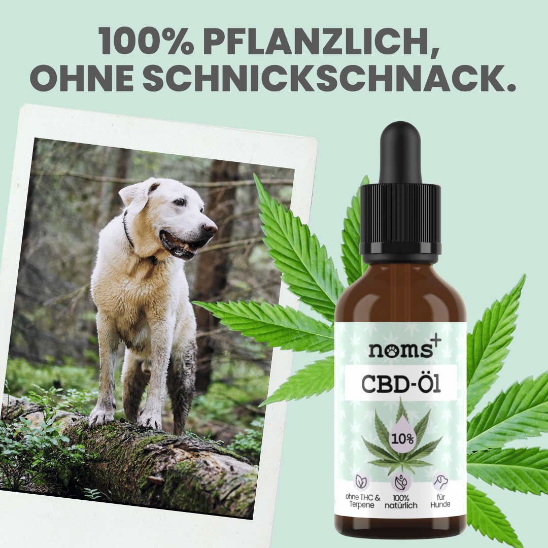 
                  
                    Natürliche Silvester-Hilfe für Hunde im Duo: CBD Öl & Wohlfühltabs
                  
                