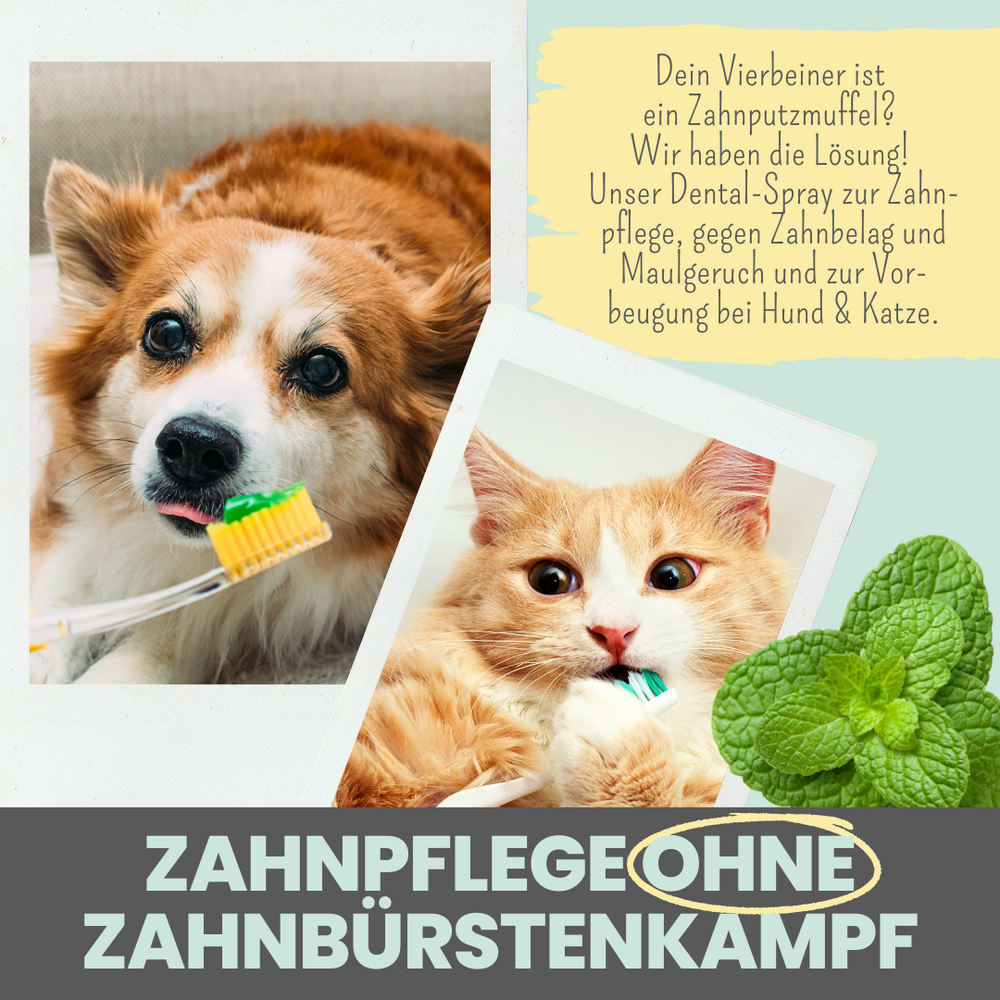 
                  
                    Hunde-Dental-Box: Natürliche Zahnpflege mit Dentalspray, Enzymodent & Dentalmix
                  
                