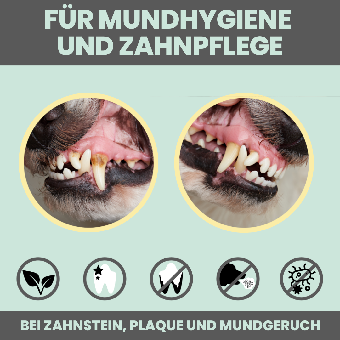 
                  
                    Natürliche Zahnpflege für Hunde im Trio: Dentalspray, Dentals & Enzymodent
                  
                