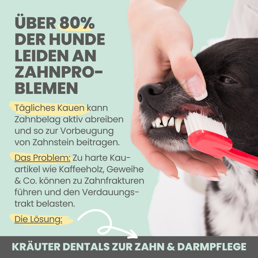 
                  
                    Natürliches Zahnpflege-Duo: Dentalspray und Enzymodent
                  
                