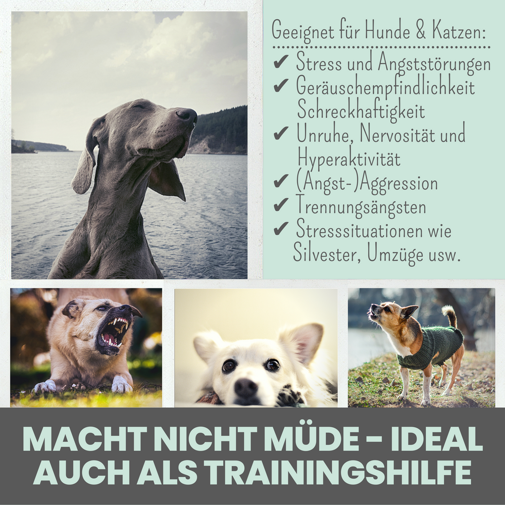 
                  
                    Natürliche Silvester-Hilfe für Hunde im Duo: CBD Öl & Wohlfühltabs
                  
                